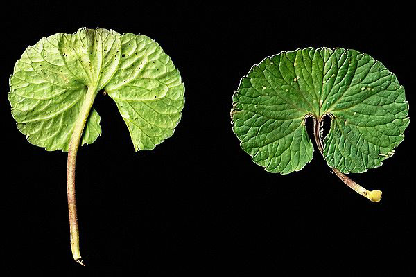 Viola crassa