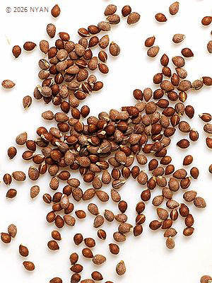 Viola betonicifolia var. albescens