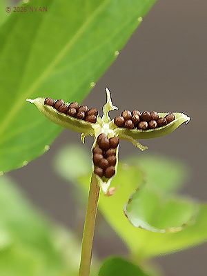 Viola betonicifolia var. albescens