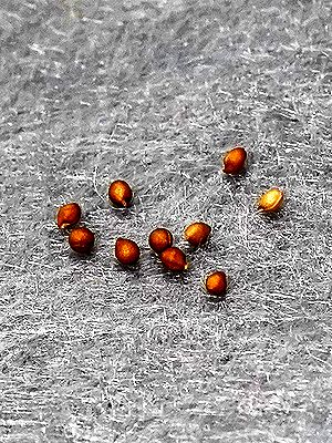 コミヤマスミレ