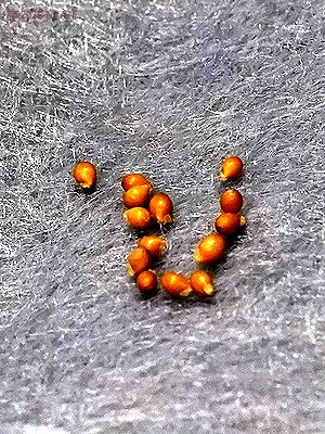 フイリミヤマスミレ