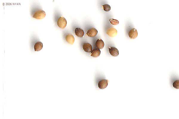 ナガハシスミレ