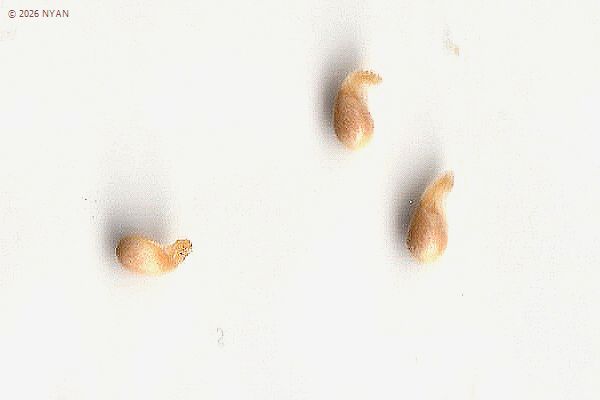 Viola odorata 'sulphurea'