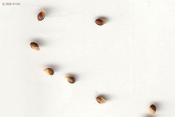 オキナワスミレ