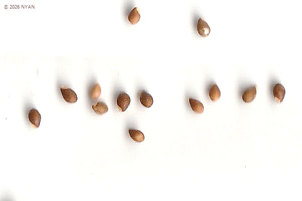 サキガケスミレ