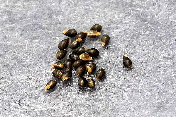 Viola sororia 'redgiant'