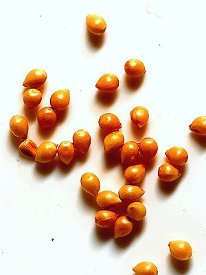 Viola Viola vaginata