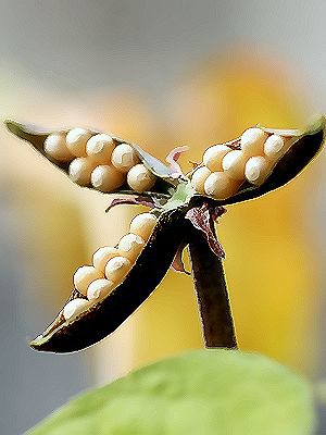 Viola Viola vaginata