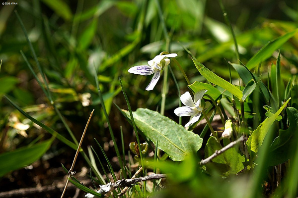 アリアケスミレ