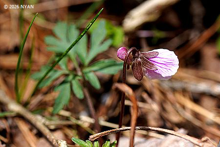 Viola eizanensis