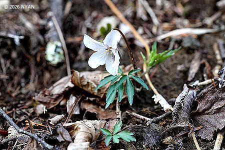 Viola eizanensis