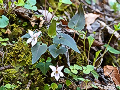 Viola tokubuchiana var. takedana (Blackish leaves)