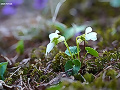 Viola selkirkii f. alba