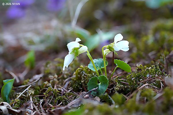 Viola selkirkii f. alba