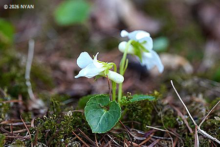 Viola selkirkii f. alba