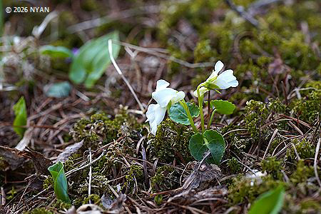 Viola selkirkii f. alba
