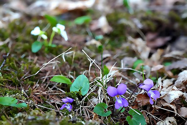 Viola selkirkii f. alba