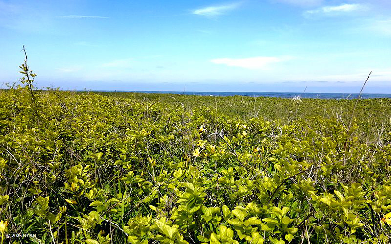 トヨコロスミレ