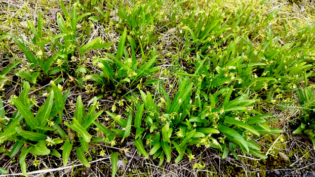 Viola mandshurica var. crassa