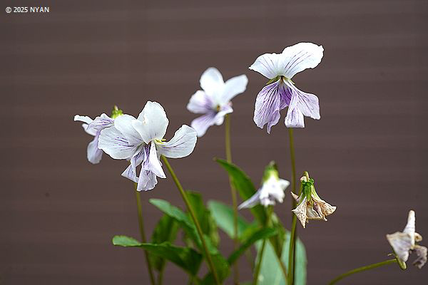 シロバナコモロスミレ