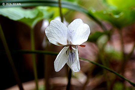Viola vaginata
