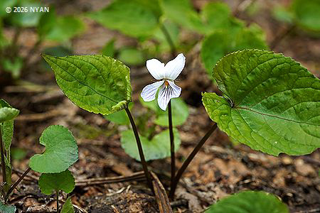 Viola vaginata