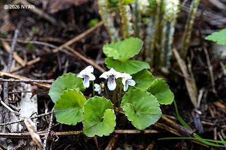 Viola blandaeformis