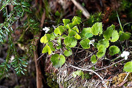 Viola blandaeformis