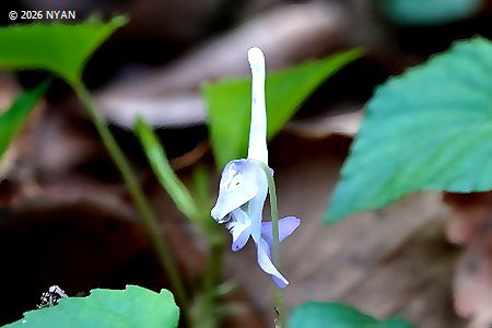 ナガハシスミレ