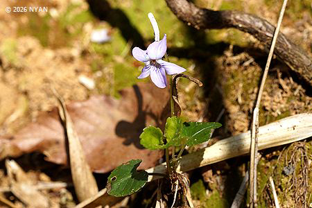 ナガハシスミレ