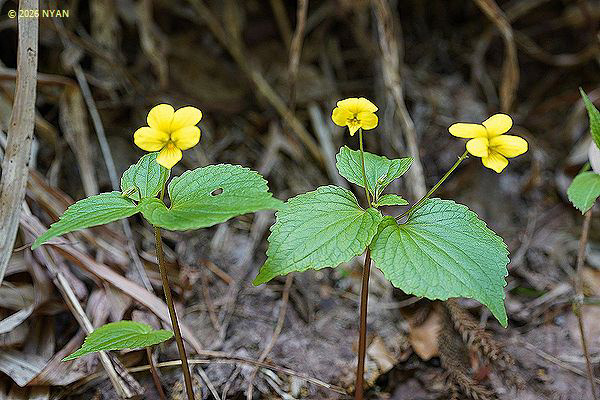Viola brevistipulata