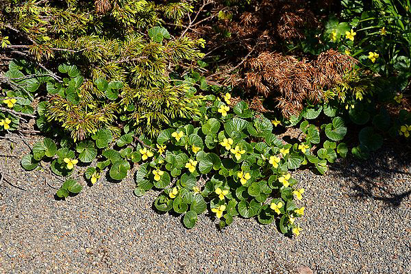 Viola crassa