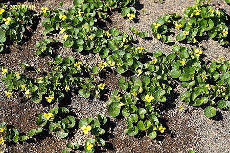 Viola crassa