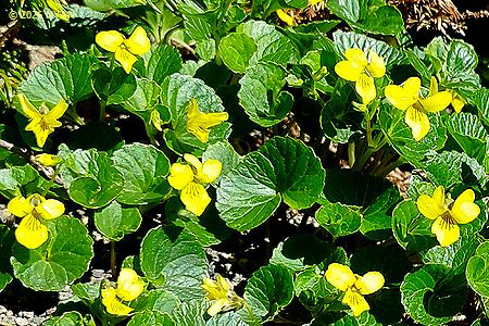 Viola crassa