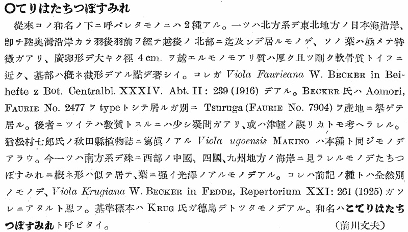 テリハタチツボスミレ