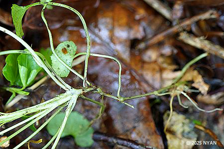 ツルタチツボスミレ