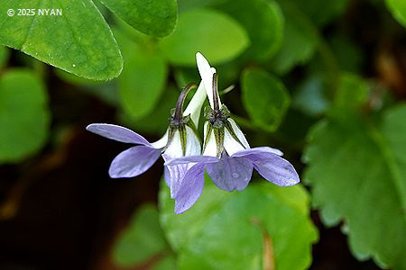 ツルタチツボスミレ