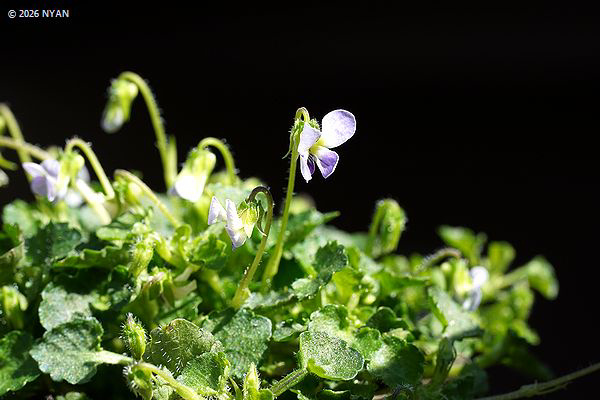 ヴィオラ・アポエンシス