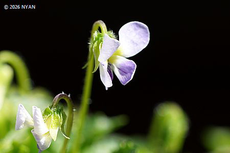ヴィオラ・アポエンシス