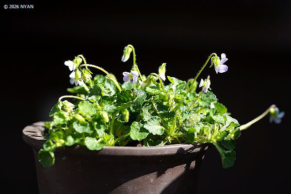 ヴィオラ・アポエンシス