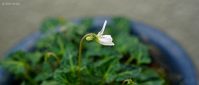 ヤエヤマヤクシマスミレ