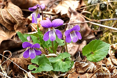 Viola selkirkii