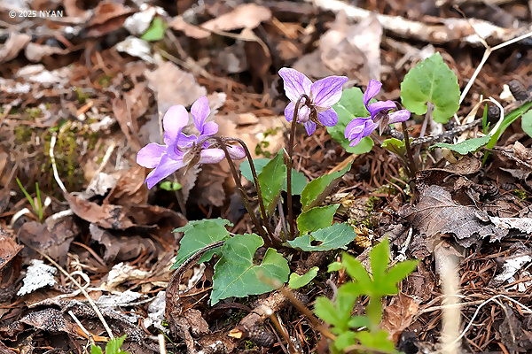 Viola selkirkii x tokubuchiana var. takedana