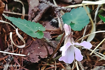 Viola tokubuchiana var. takedana