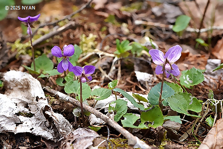 Viola selkirkii x tokubuchiana var. takedana