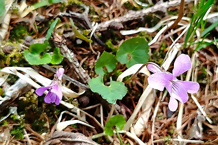 Viola selkirkii x tokubuchiana var. takedana