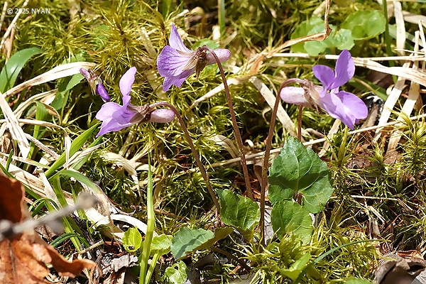 Viola selkirkii x tokubuchiana var. takedana