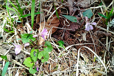 Viola selkirkii x tokubuchiana var. takedana