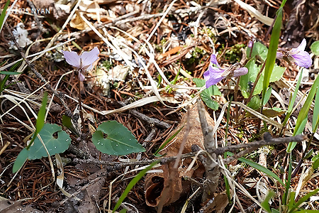 Viola selkirkii x tokubuchiana var. takedana