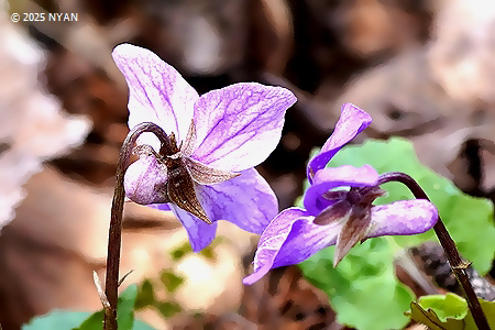 Viola selkirkii x tokubuchiana var. takedana